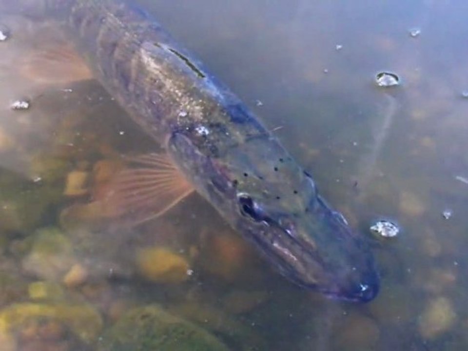 Peche aux leurres des carnassiers part2