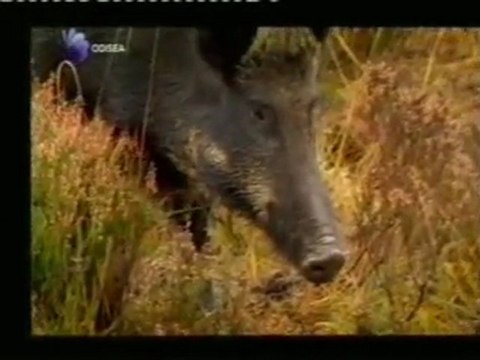 Jabali: Origen del cerdo