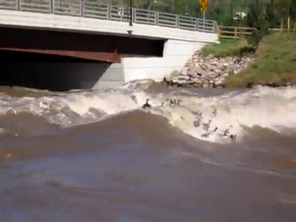 Surfen Geese