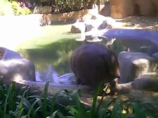 Hippo Turns Butt into Poop Sprinkler