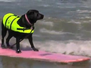 Surfing Dogs