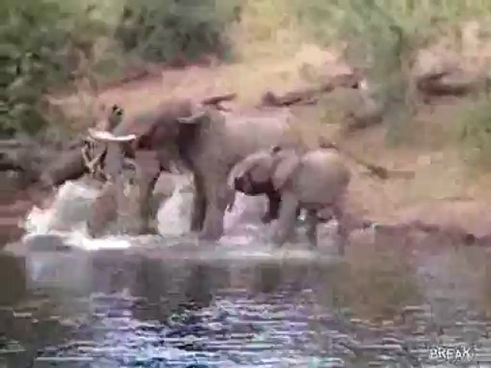 Crocodile attacks Elephan