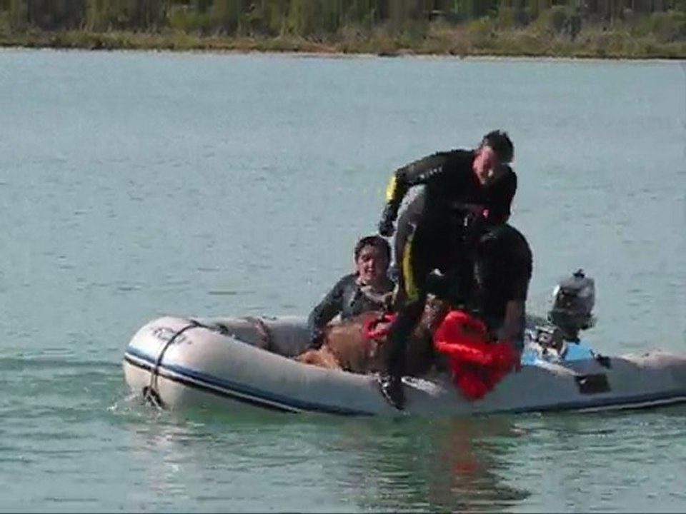 Leonberg Cosima  au 3ieme degre de sauvetage aquatique