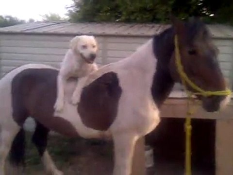 il accepte même les chiens débutants...