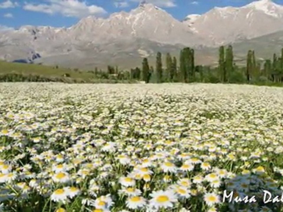 Çiçek, böcek ve yaz geldi...