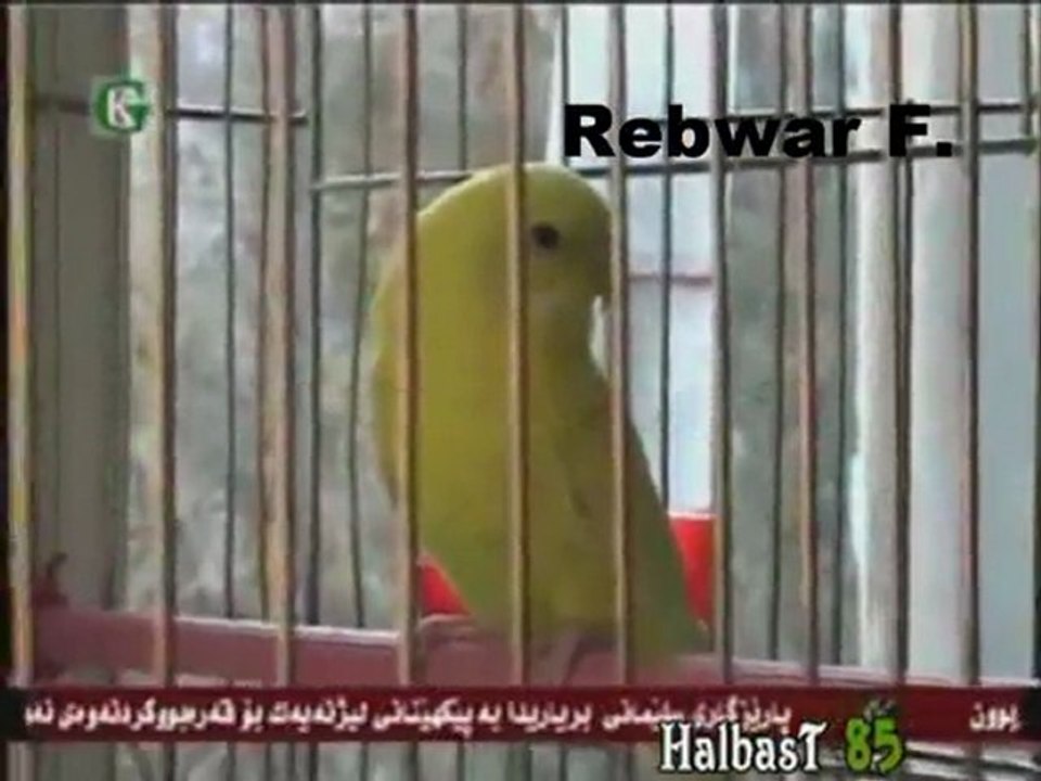 Fettane Weldi - Lay Lay