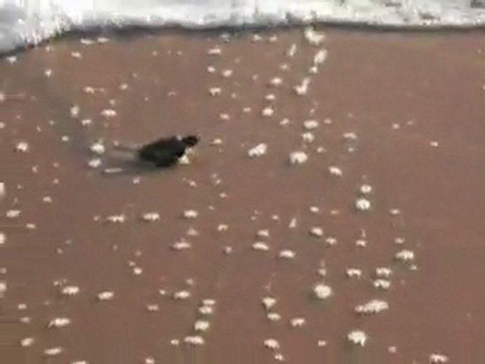 tortue enfin à l'eau