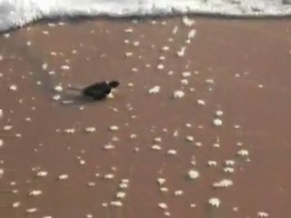 tortue enfin à l'eau