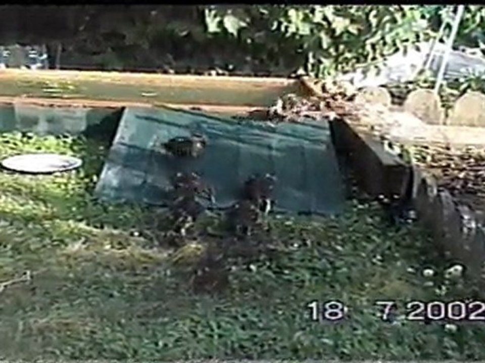 CANARDS COLVERT en DANGER sur  L' AEROPORT D' ORLY