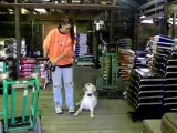 YouTube - Labrador Stark Graduates Dogtra E Collar Pager Dog Training