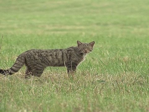 Chat sauvage (Le petit monde du chat forestier le film )