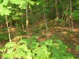 cheap land for sale, cheap land, Nelson county