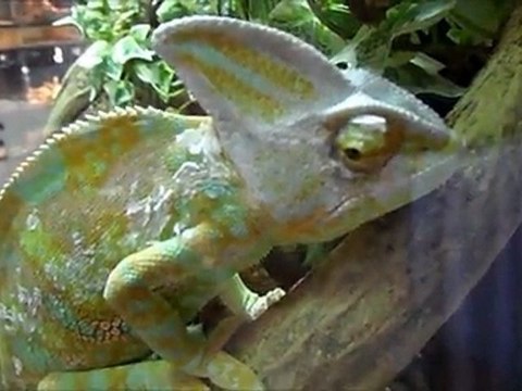 GRUMPY GUYS - CHAMELEONS II