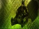 Dossier Batman Part 2 ( Vidéo-test PS3 Arkam Asylum + BETISIER )