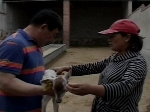 Rare White Fawn Born to Spotted Deer Surprises Chinese Breeders