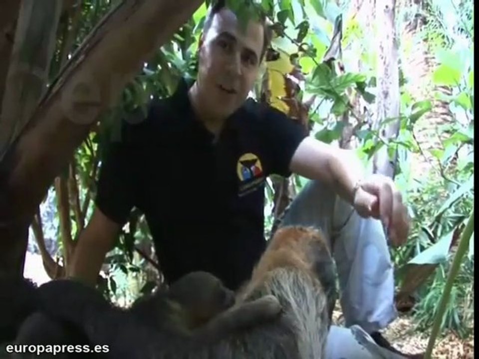 Nacen dos crías de perezoso en Loro Parque