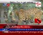 Nehru Zoo to get Zebras