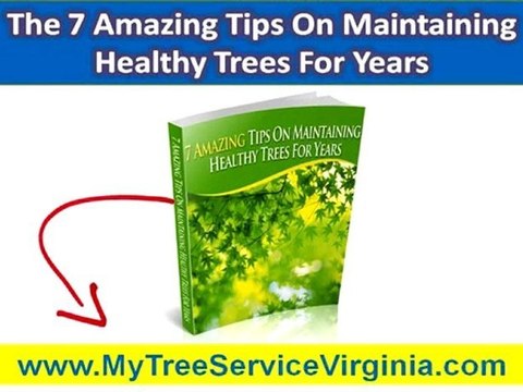 Tree Service Harrisonburg VA|Properly Mulch Your Trees