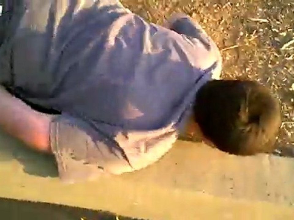 Koter tun ein Gesicht Pflanze Fail