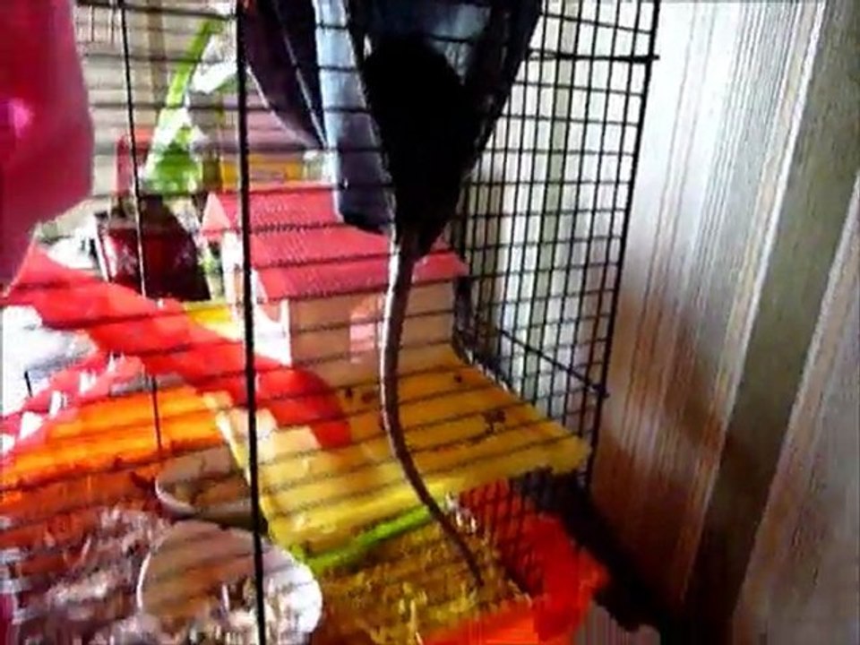 La transformation des gentils