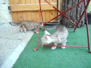 11-06-11 chatons bengal 001