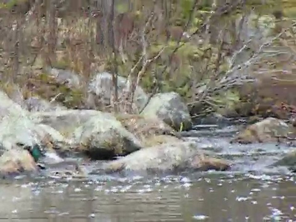 Ada Portage