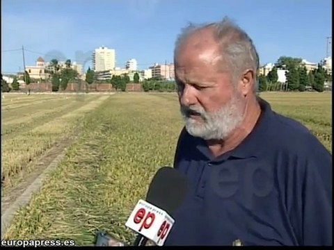 Arroceros piden alternativas para evitar multas