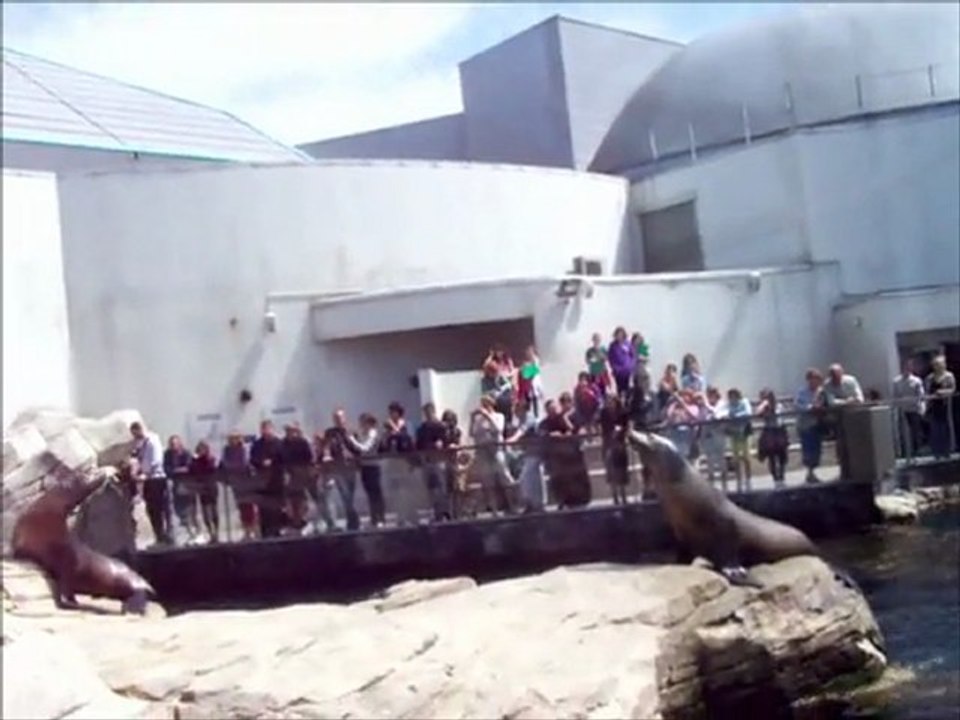 les otaries !