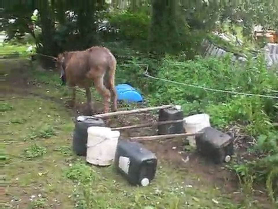 Marronou sur un oxer