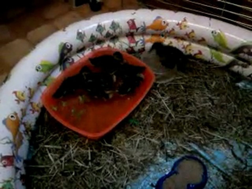 Vidéo0024