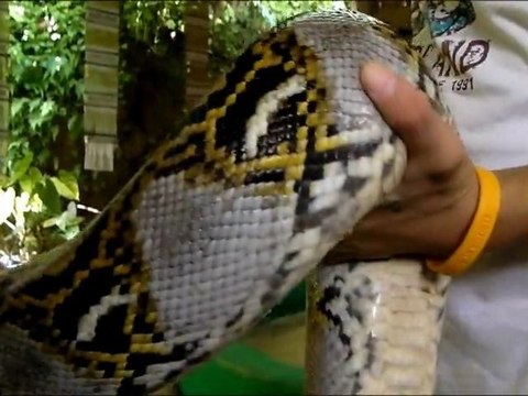 Phuket - Les Serpents Thaïlandais