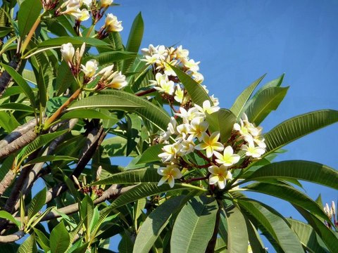 Arbres & arbustes LAOS