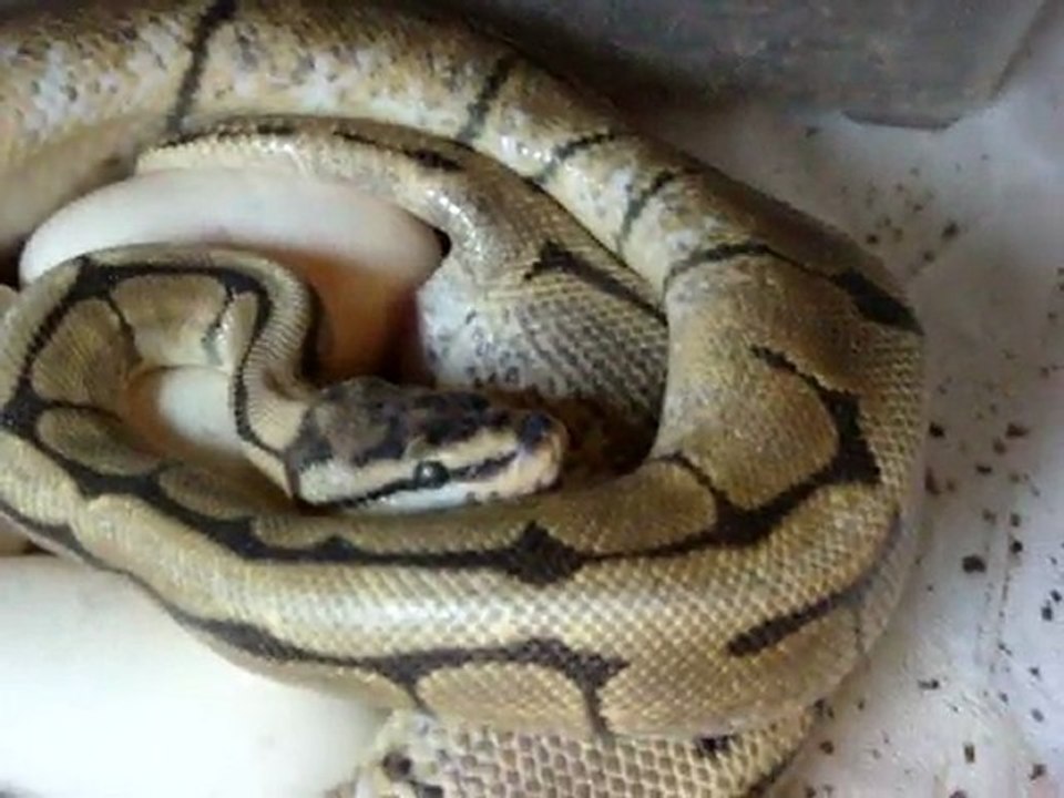 Ponte de ball python régius Spider