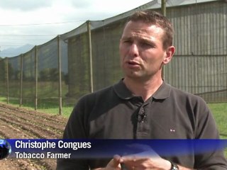 Cuba tiene competencia: empresa francesa se lanza a hacer puros