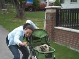 Never leave your older dog behind again with the Dogger dog stroller
