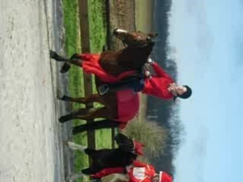 Détente des poneys avant le carroussel