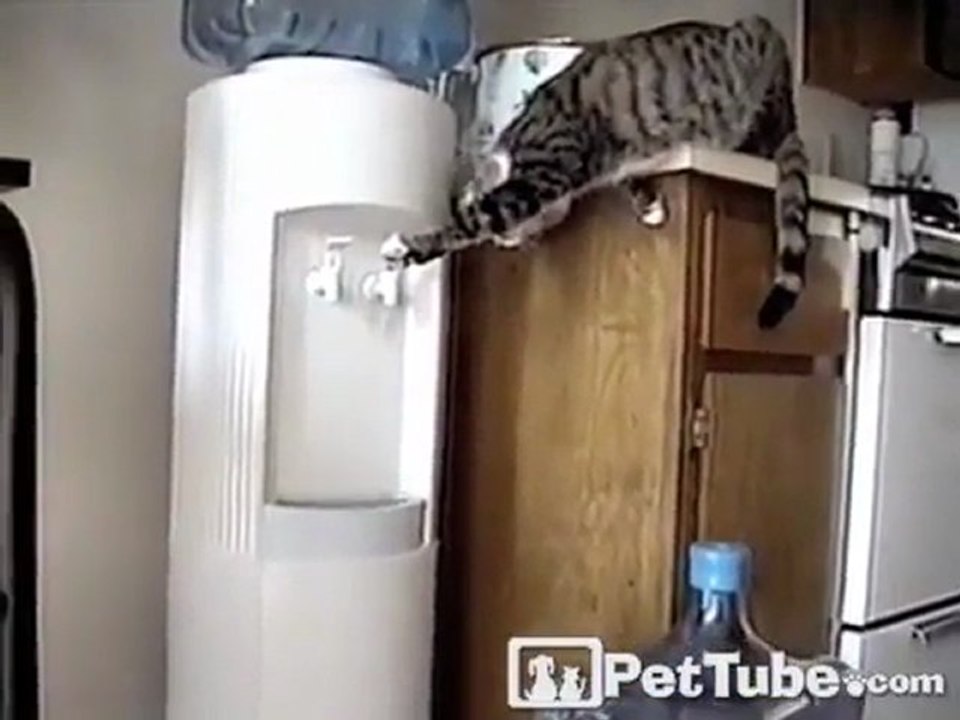 chat intrigué par l'eau
