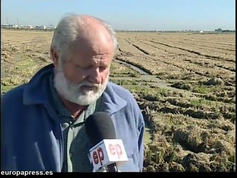 Temen mortandad peces por no quemar paja arroz