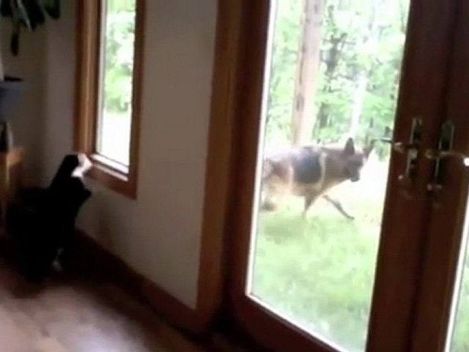 chat qui nargue un chien derrière une vitre
