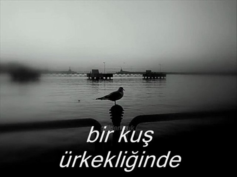 Bir kuş ürkekliğinde/ZONGULDAK