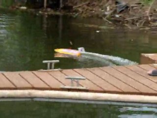 Pływanie przed zawodami 2