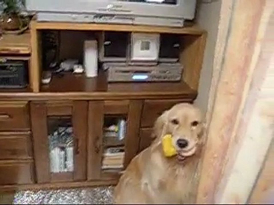 Japanischer Hund liebt Präsident der Japanet Shopping Network