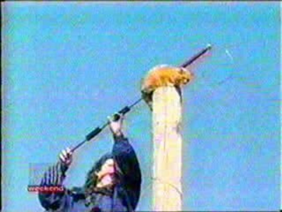 Chat volant