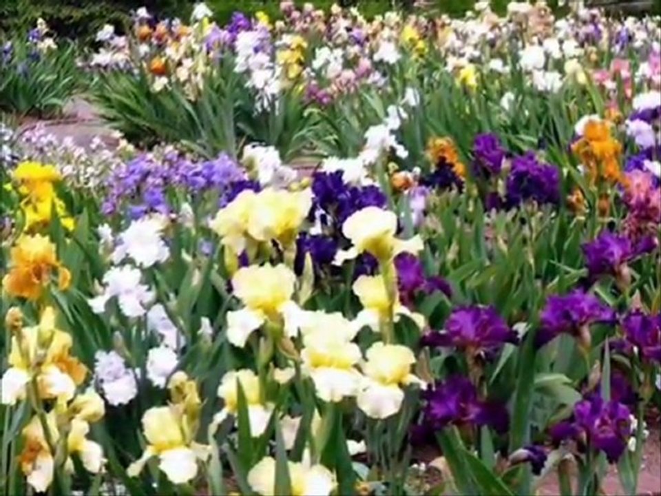 iris