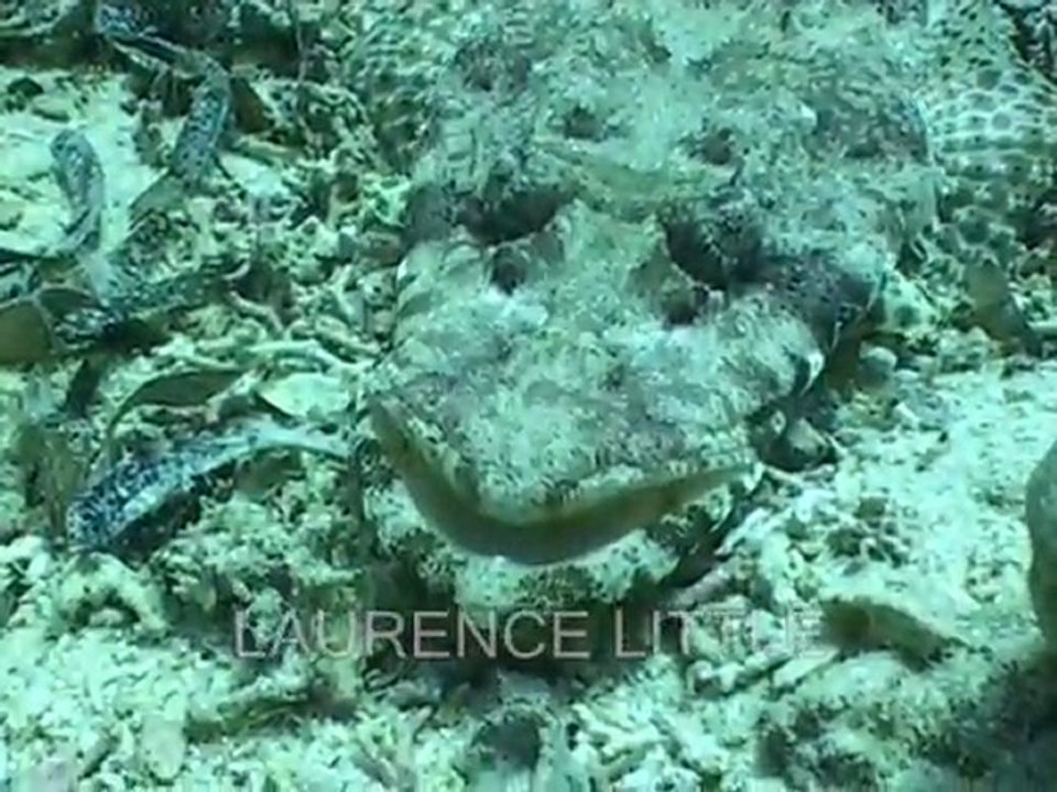crocodile fish