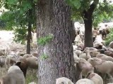 Transhumance montauroux juin 2011 