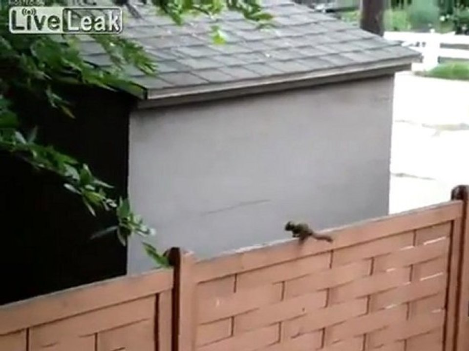 Kurze Clips von einem Eichhörnchen scheitern, wirklich schwachen Versuch bei Springen Fail