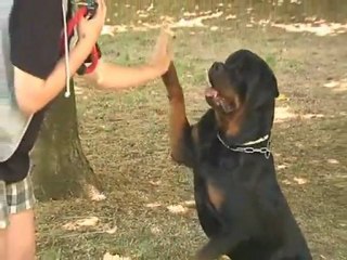 ROTTWEILER DRAFT ROCCIA NERA