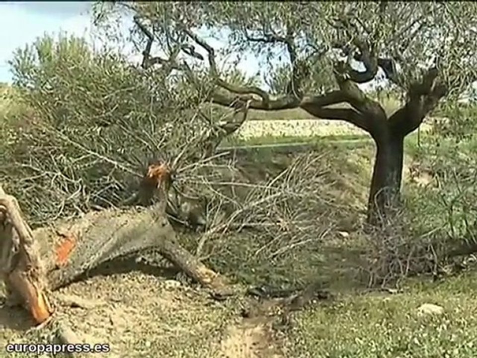 Muere un joven en una colisión en Figuerola del Camp