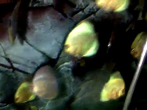 Leopard Snake Skin LSS Discus Anaçları ve 09/06/2011 Doğumlu Yavruları